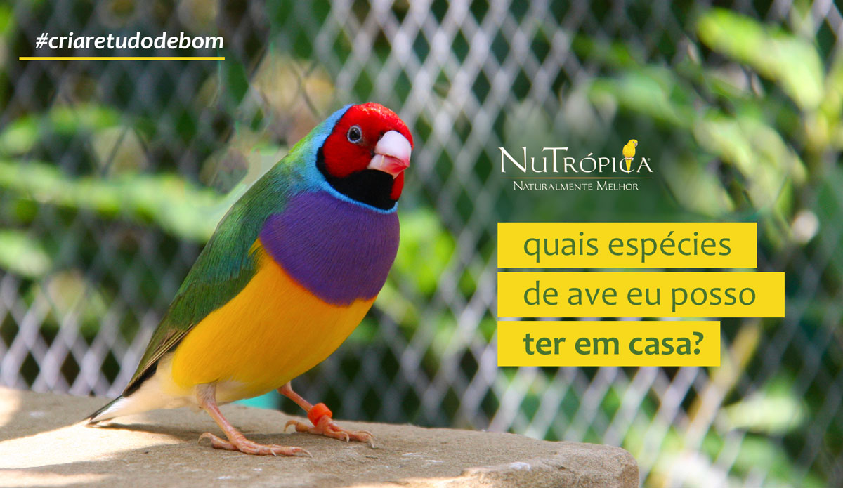 Quais espécies de aves eu posso ter em casa?