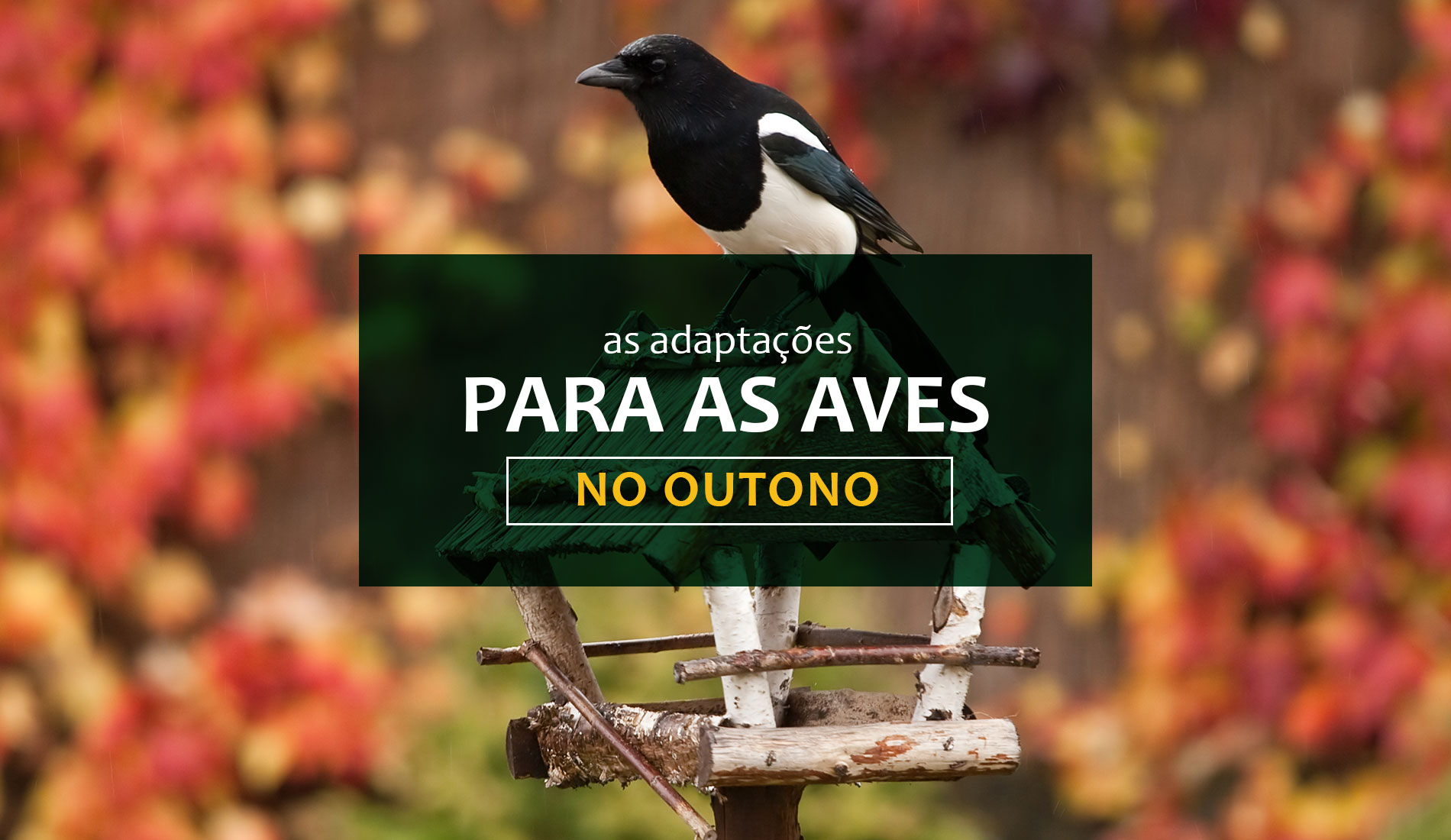 Saiba mais sobre as adaptações para as aves no outono