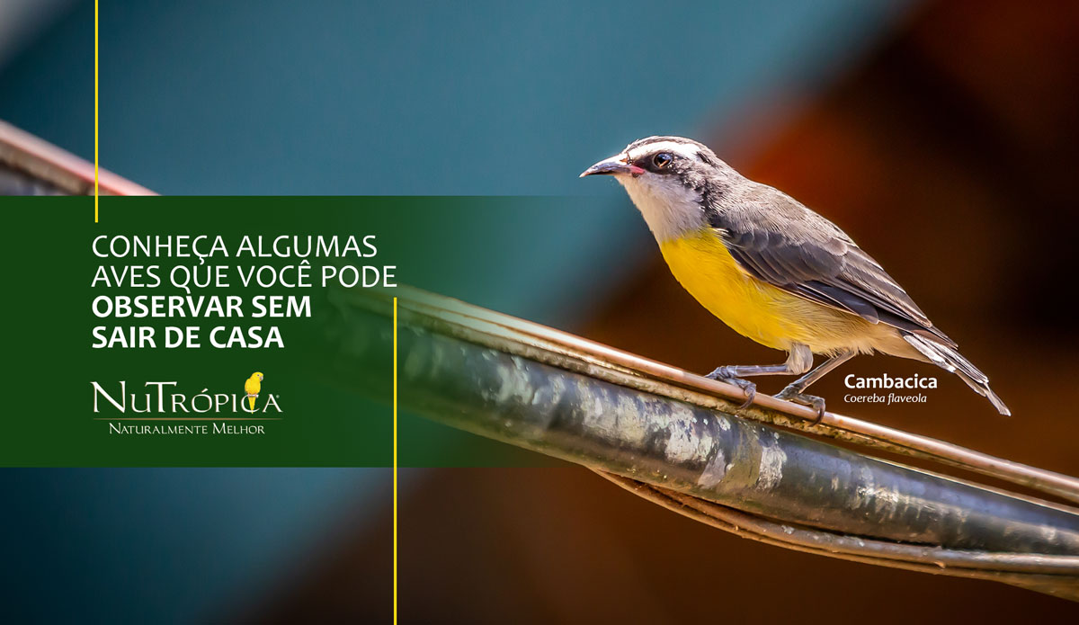 Confira algumas aves que você pode observar sem sair de casa