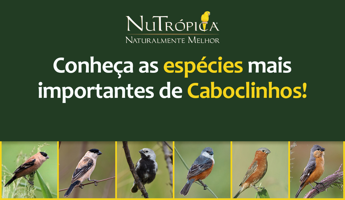 Conheça as espécies mais importantes de Caboclinhos