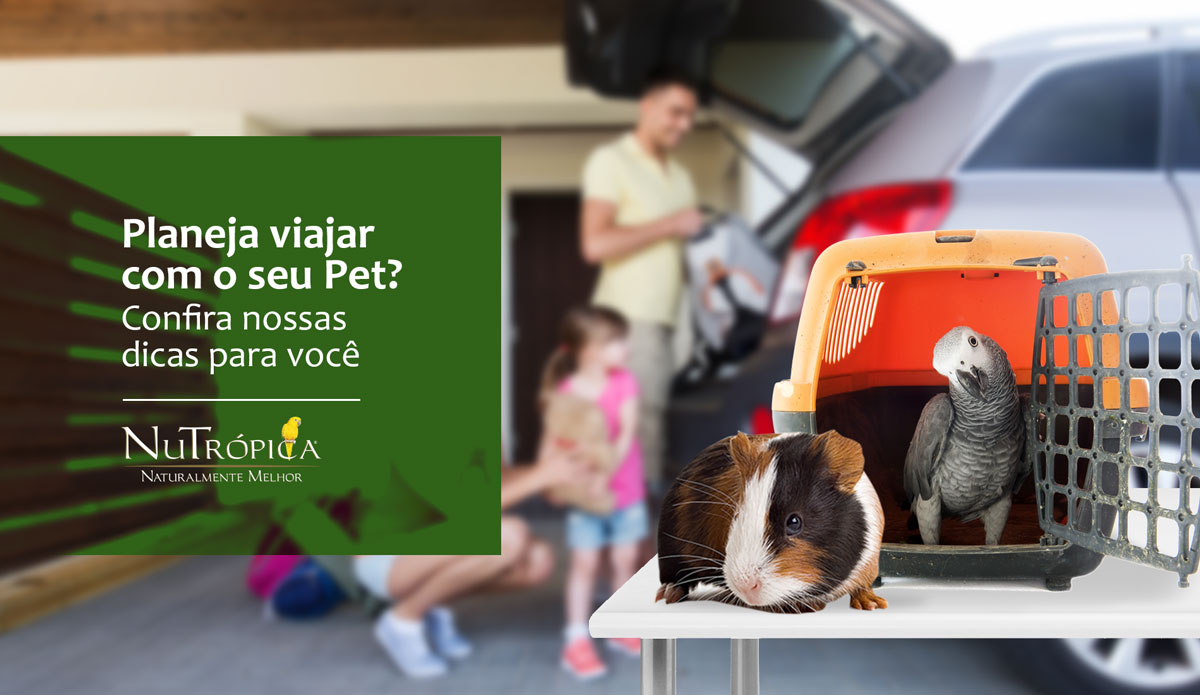 Confira algumas dicas para viajar com o seu Pet