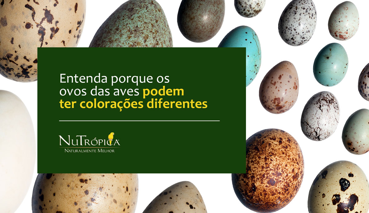 Saiba mais sobre as diferentes colorações dos ovos das aves