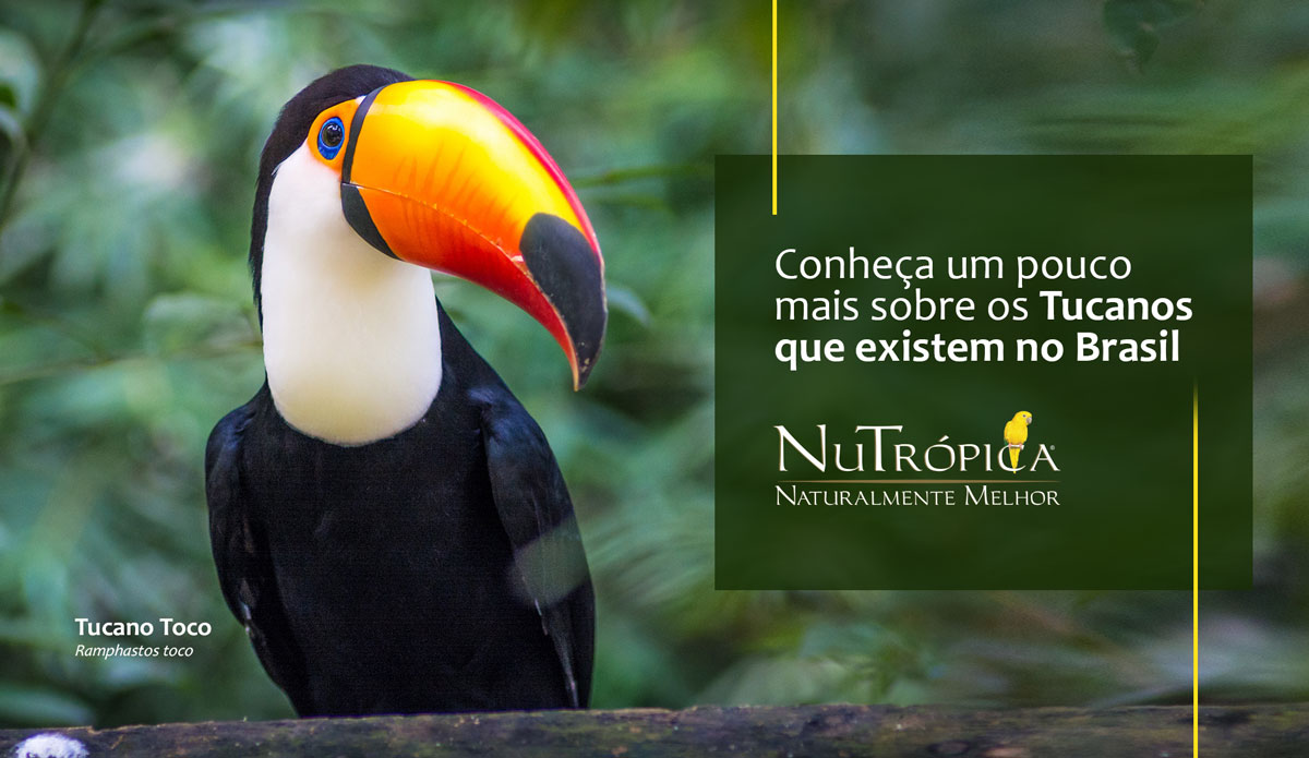 Conheça um pouco mais sobre os Tucanos existentes no Brasil