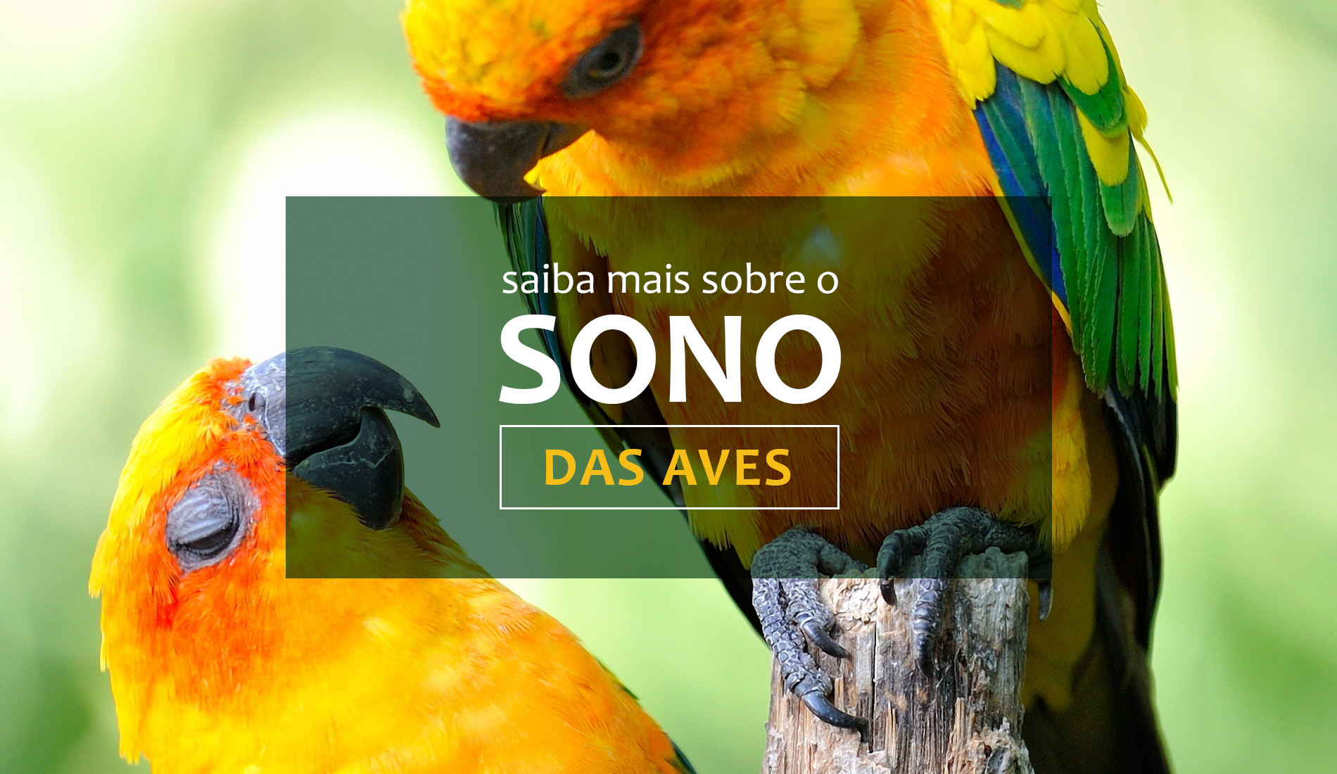 Veja mais informações sobre o sono das aves