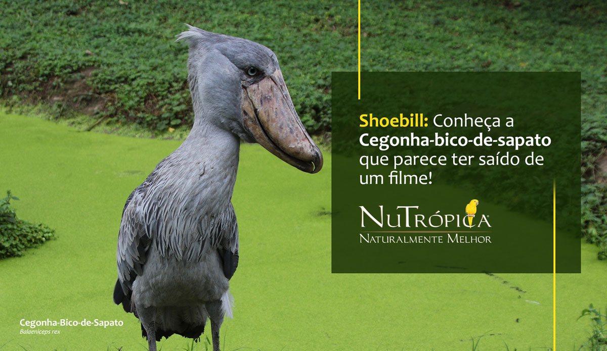 Shoebill: a Cegonha-bico-de-sapato que parece ter saído de um filme
