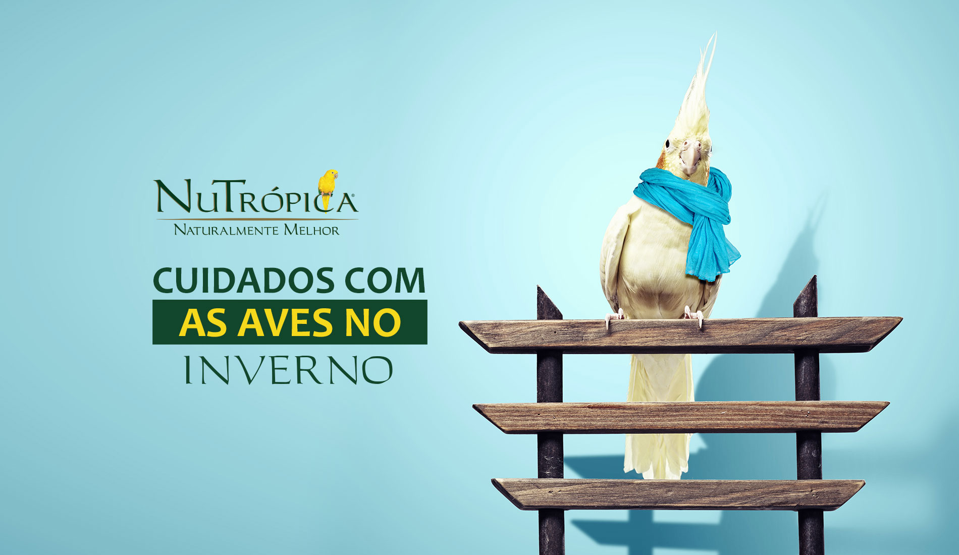 Confira alguns cuidados com as aves no inverno