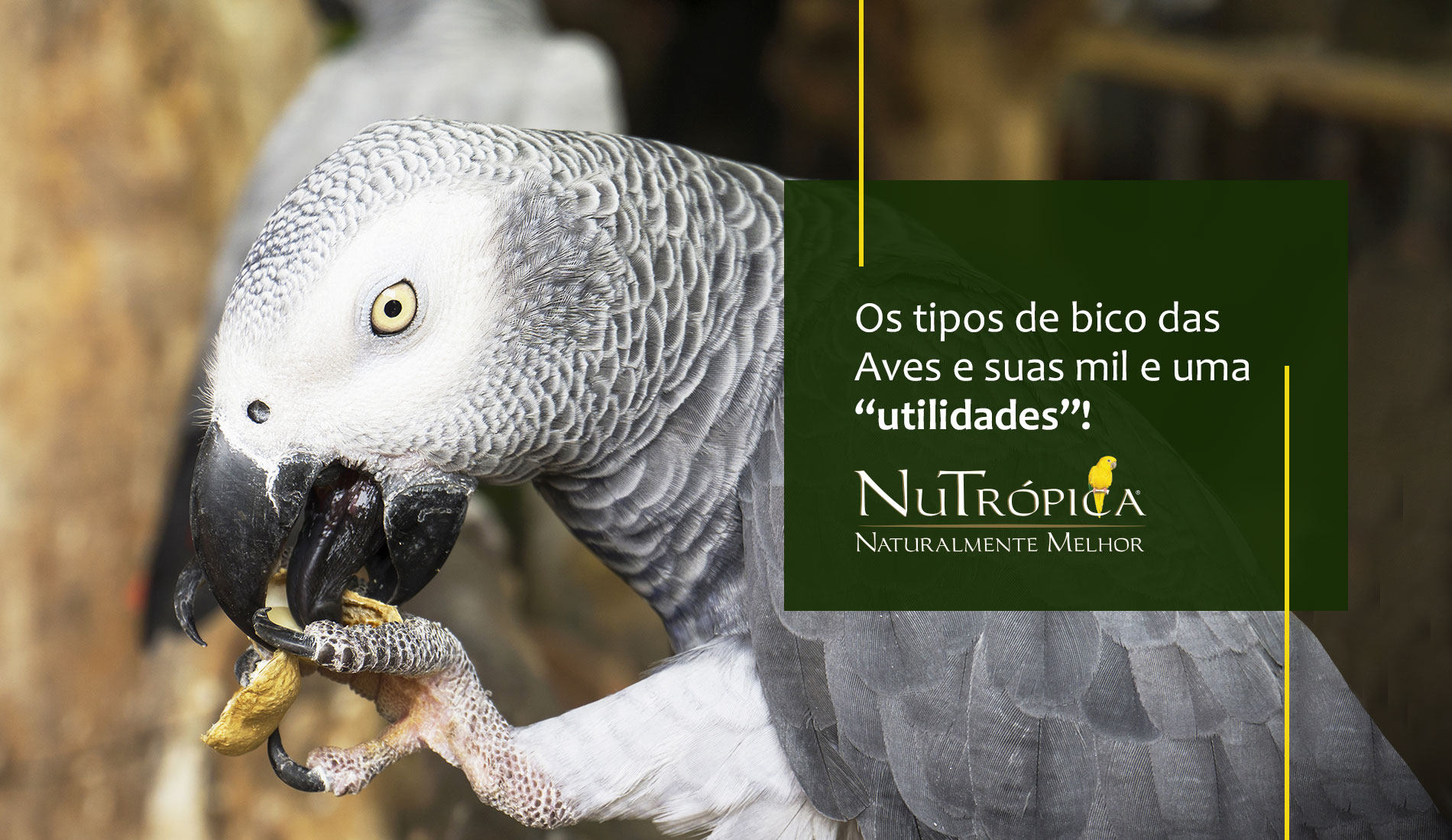 Os tipos de bico das Aves e suas mil e uma “utilidades”!
