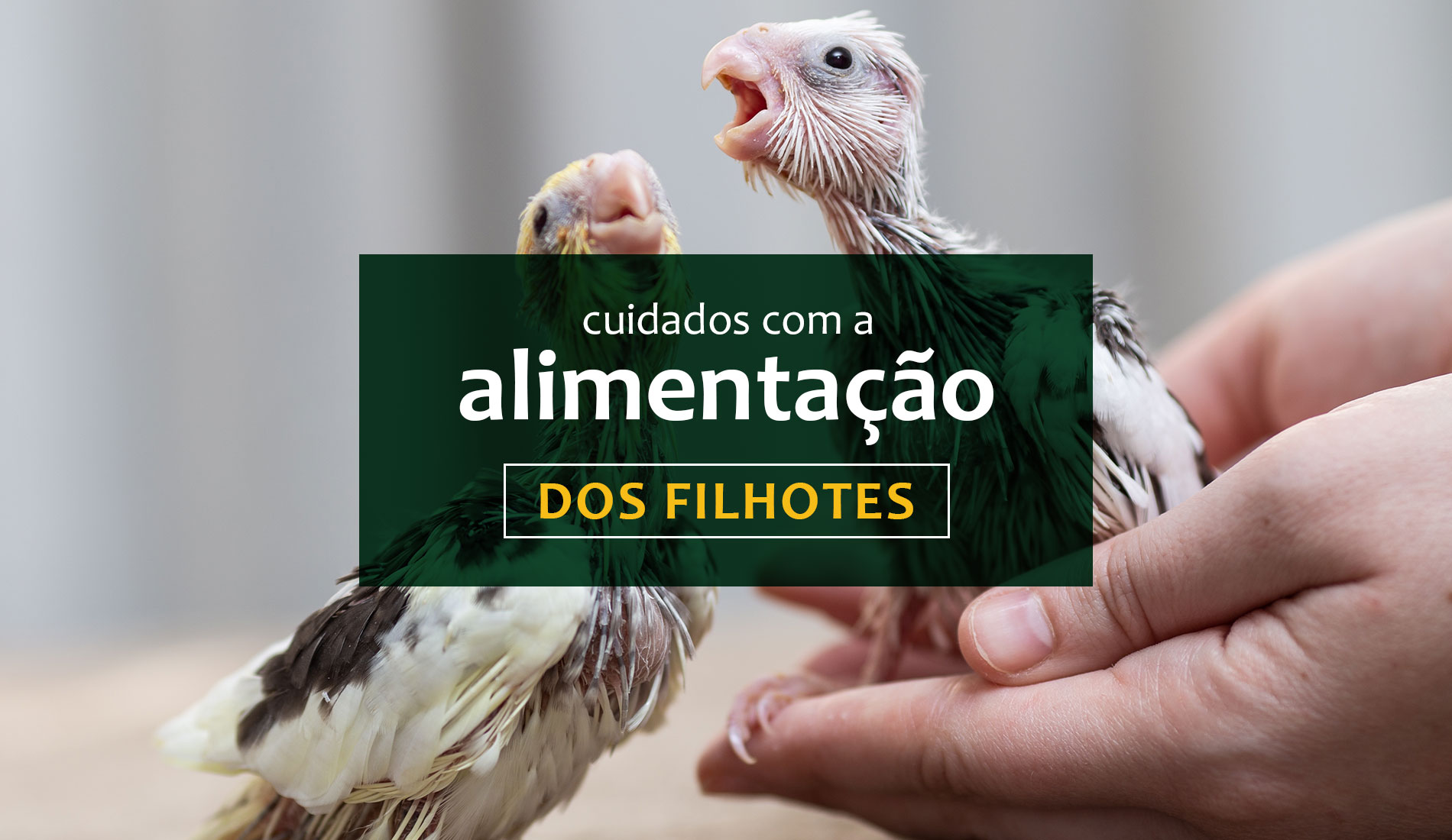 Confira alguns cuidados com a alimentação dos filhotes