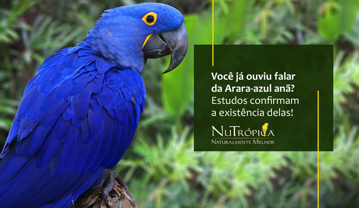 Você já ouviu falar da Arara-azul anã? Estudos confirmam a existência delas!