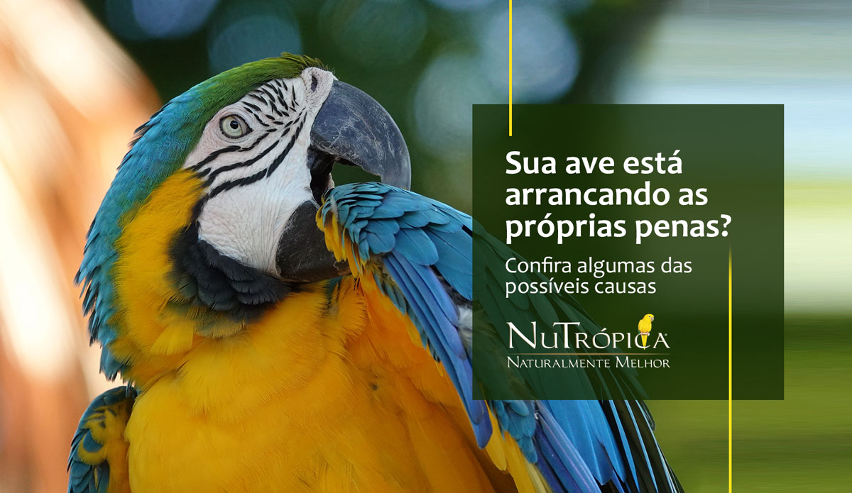 Sua aves está arrancando as próprias penas?