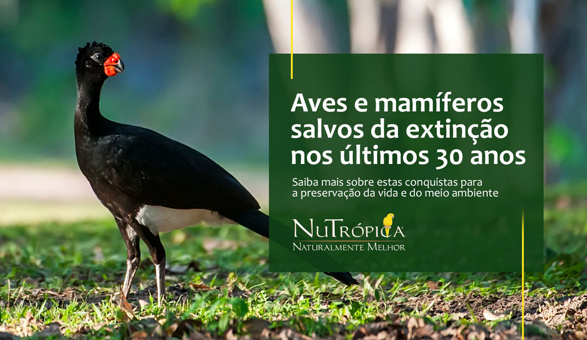 Aves e mamíferos salvos da extinção nos últimos 30 anos