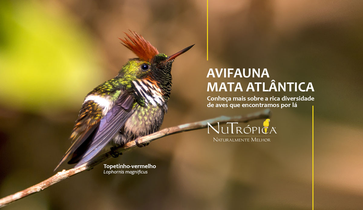 Avifauna Mata Atlântica: Conheça mais sobre essa rica diversidade