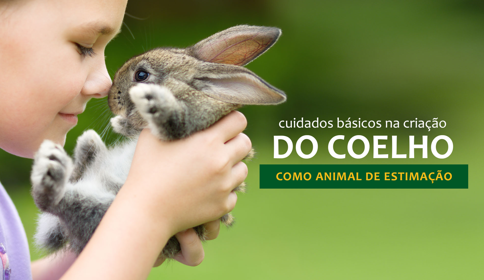 Confira alguns cuidados importantes com os coelhos