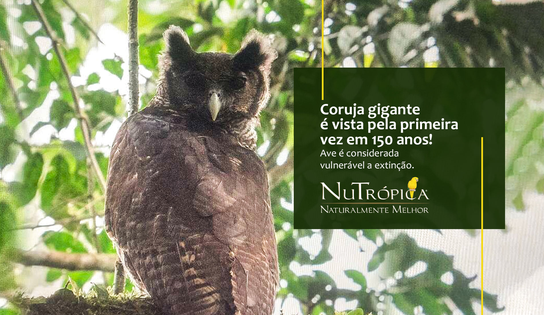 Coruja gigante é vista pela primeira vez em 150 anos!