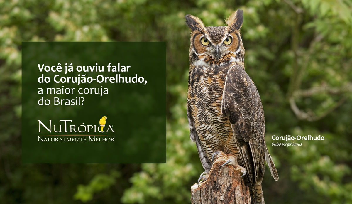 Você já ouviu falar
do Corujão-Orelhudo,
a maior coruja 
do Brasil?
