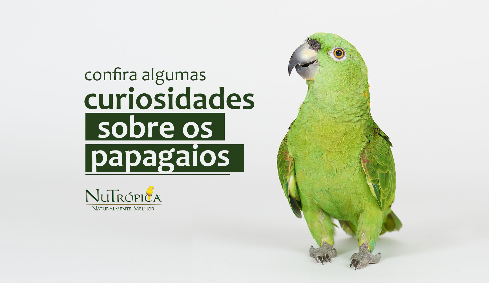 Confira algumas curiosidades sobre os Papagaios