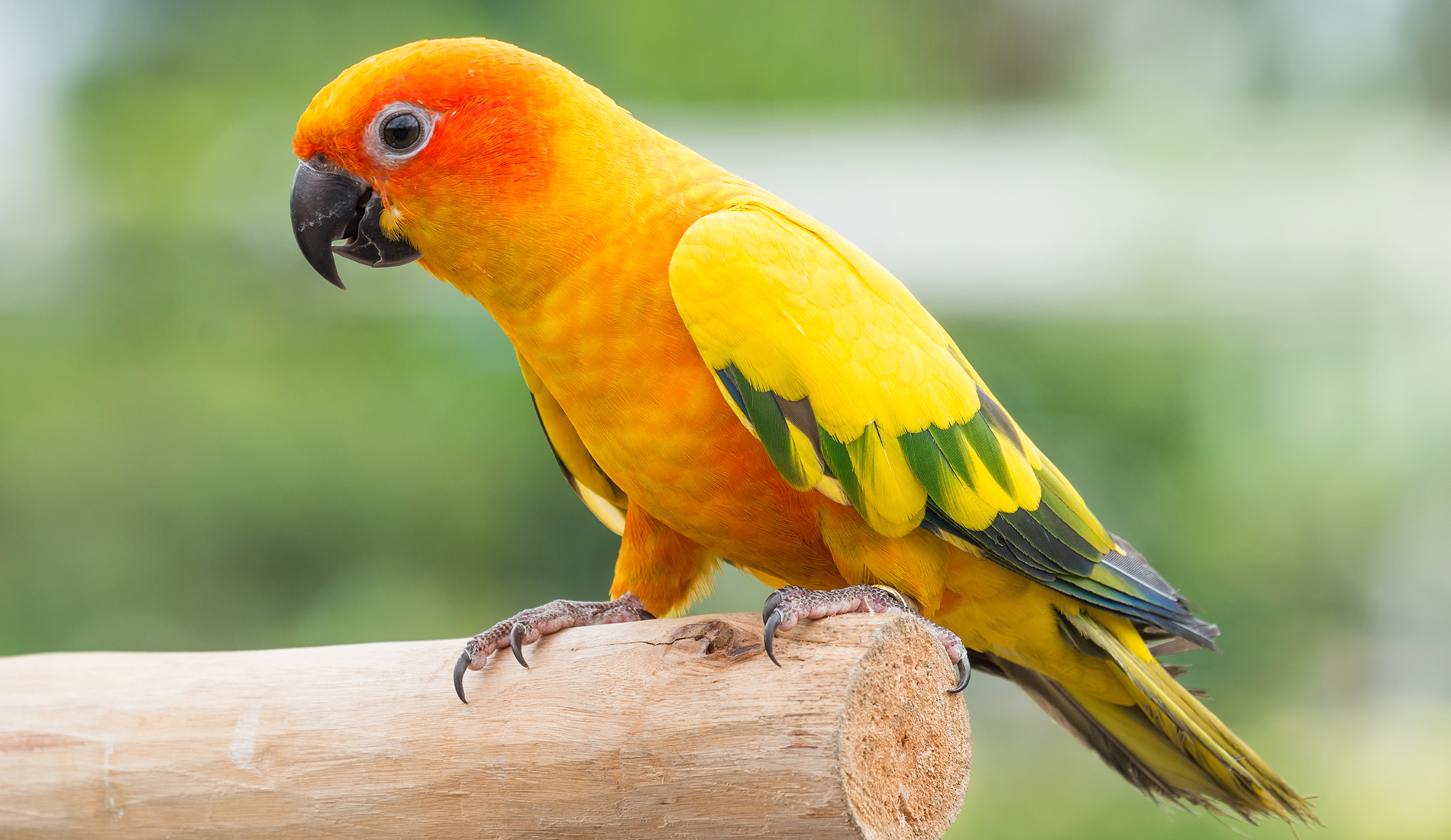 Confira informações sobre o estresse nas aves