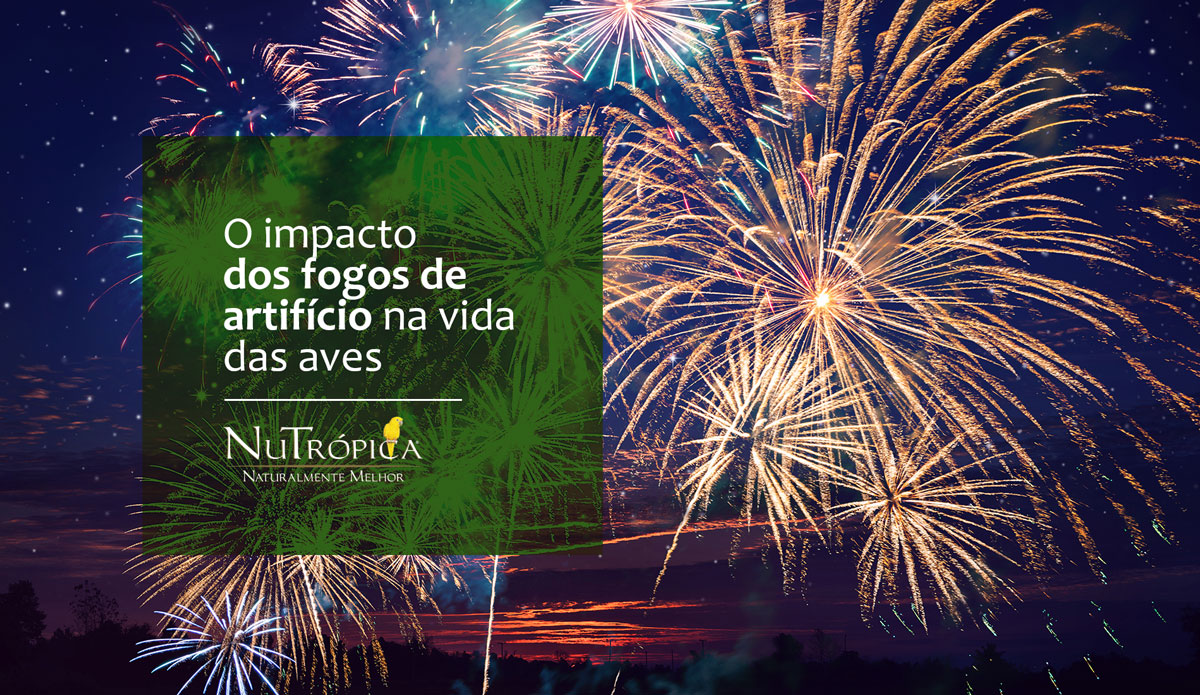 O impacto dos fogos de artifício na vida das aves