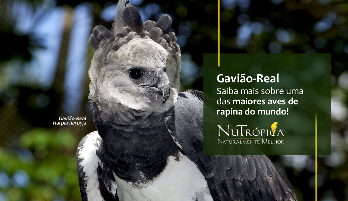 Gavião-Real: Saiba mais sobre uma das maiores aves de rapina do mundo