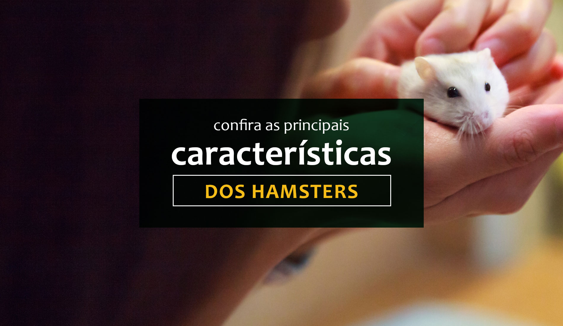 Confira as principais características dos Hamsters