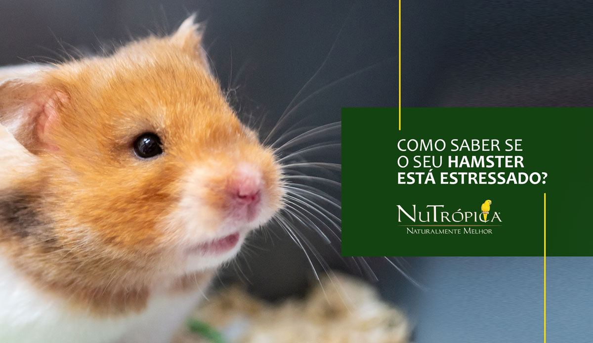 Como saber se o seu hamster está estressado?