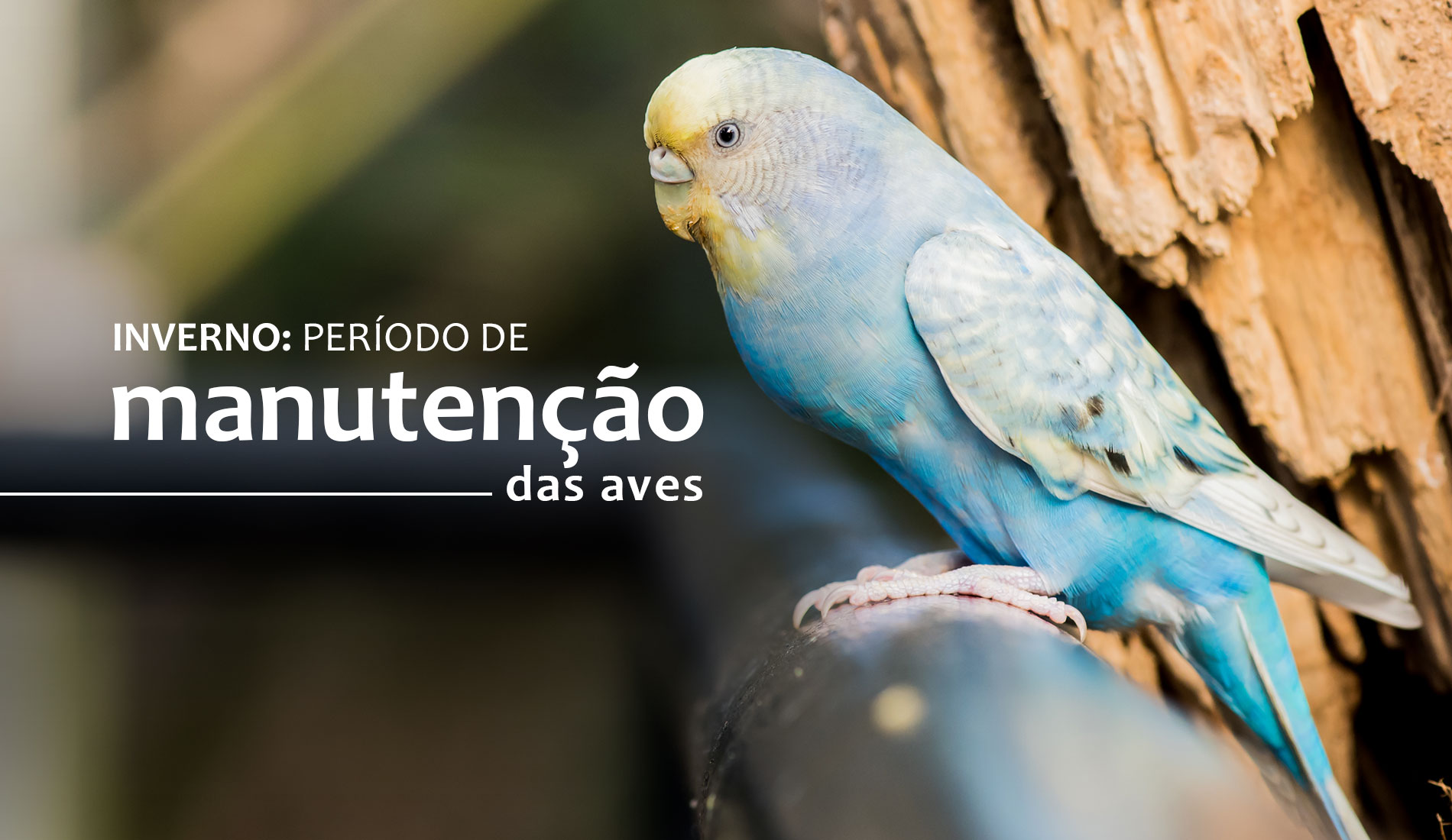 INVERNO: Período de manutenção das aves