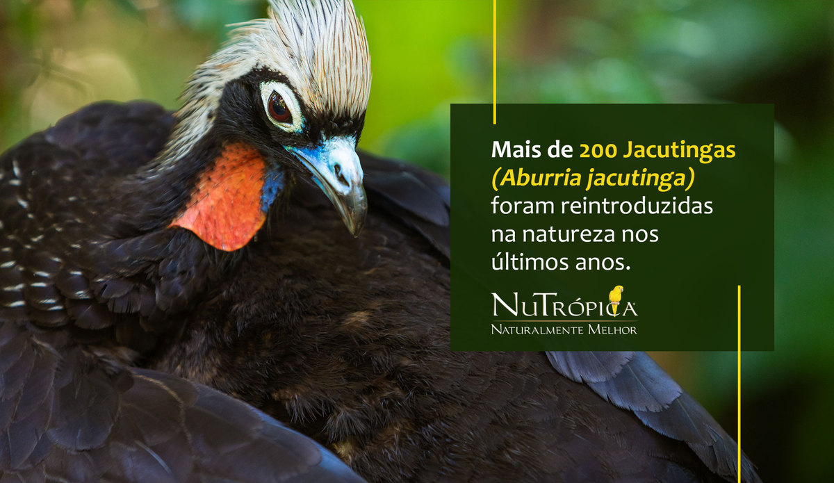 Mais de 200 Jacutingas (Aburria jacutinga) foram reintroduzidas na natureza nos últimos anos.
