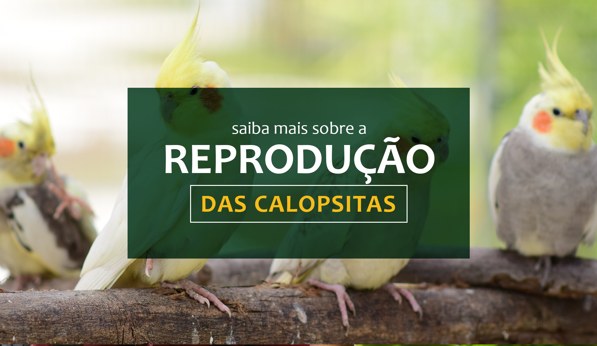 Saiba mais sobre a reprodução das Calopsitas