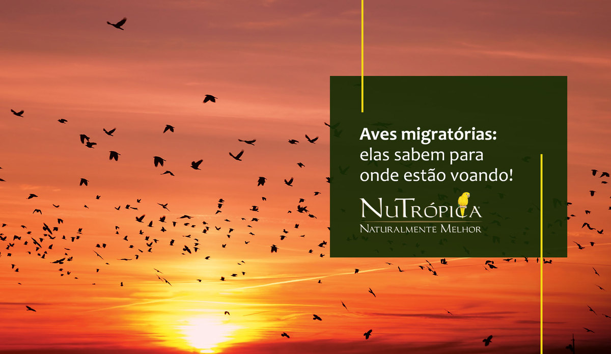 Aves migratórias: elas sabem para onde estão voando!