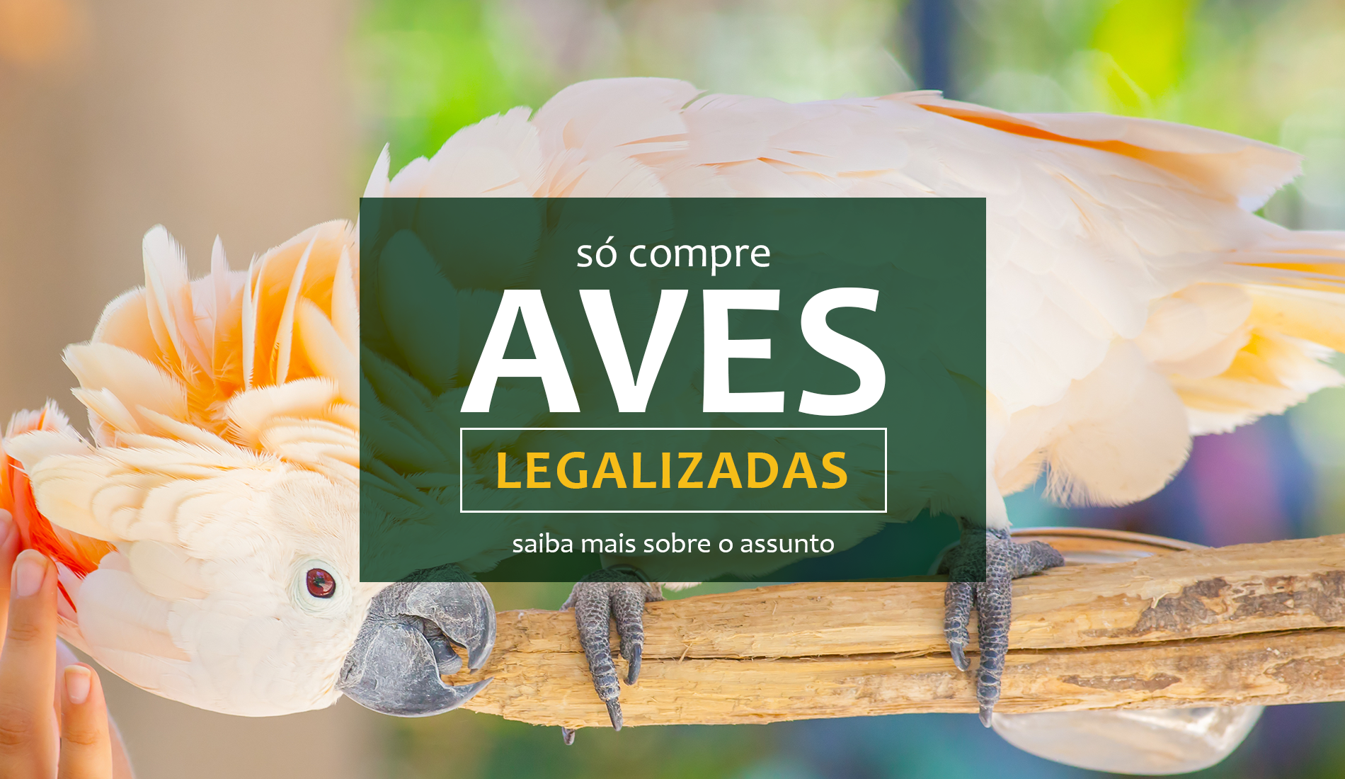 Só Compre Aves Legalizadas • Autorizadas pelo orgão ambiental