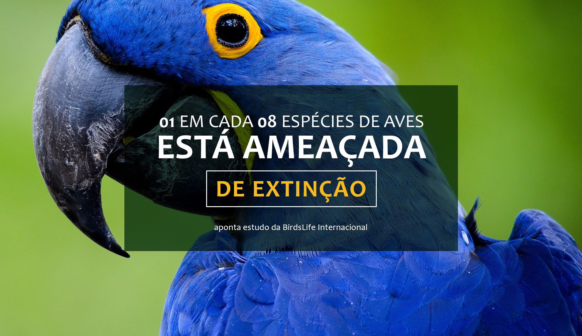 1 em cada 8 espécies de aves está ameaçada de extinção