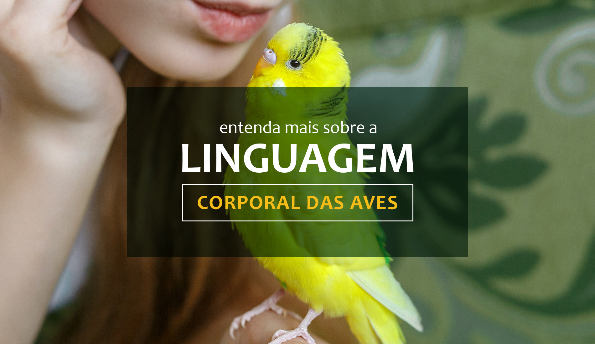 Entenda mais sobre a linguagem corporal das aves