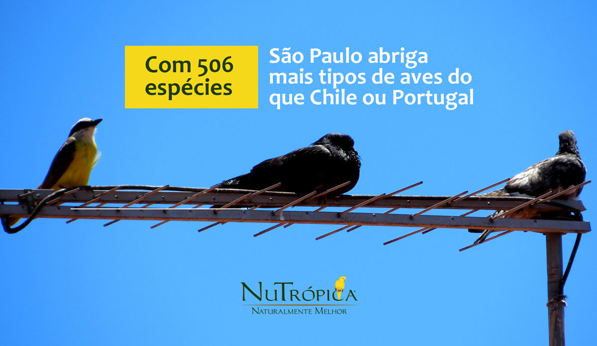 São Paulo abriga mais tipos de aves do que Chile ou Portugal