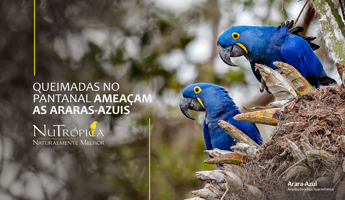 Queimadas no Pantanal ameaçam as Araras-Azuis