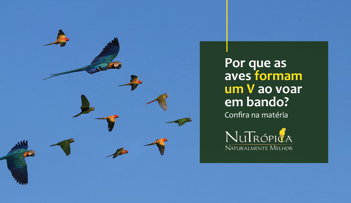 Por que as aves formam um V ao voar em bando?