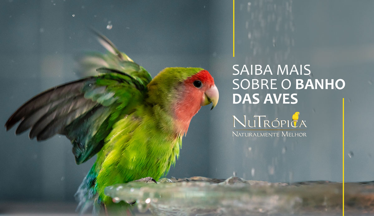 Saiba mais sobre o banho das aves