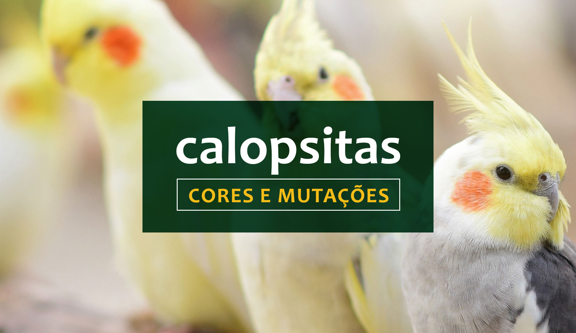 Calopsitas: Saiba mais sobre suas cores e mutações