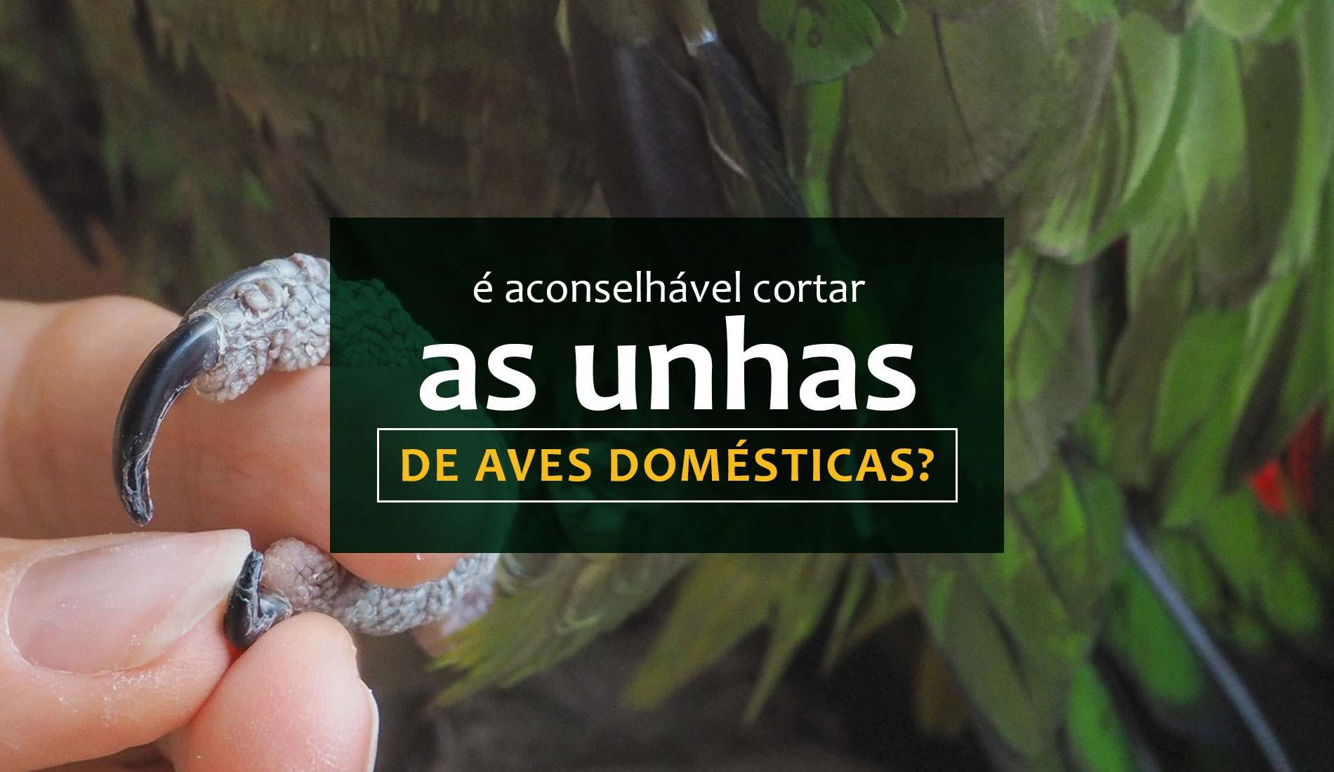 É aconselhável cortar as unhas das aves domésticas?
