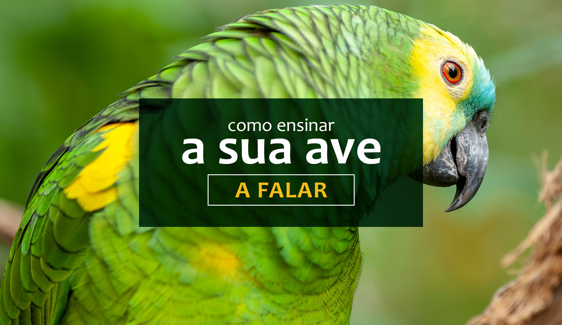 Confira dicas sobre como ensinar a sua ave a falar