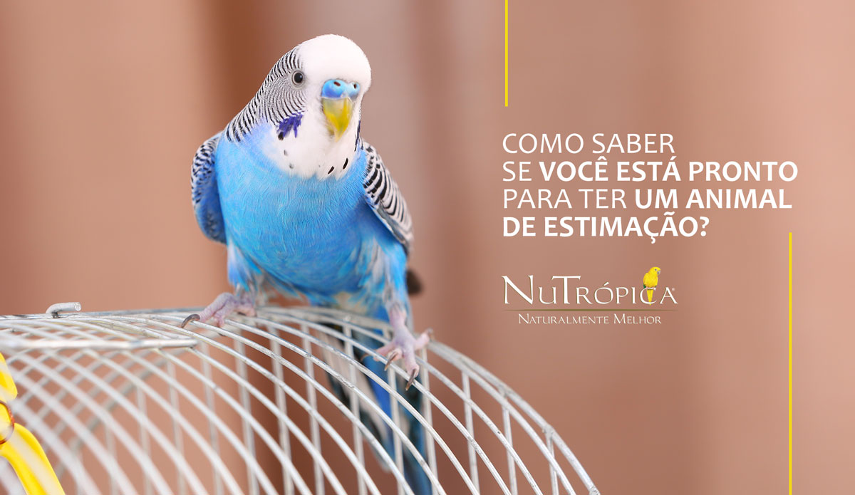 Como saber se você está pronto para ter o seu animal de estimação