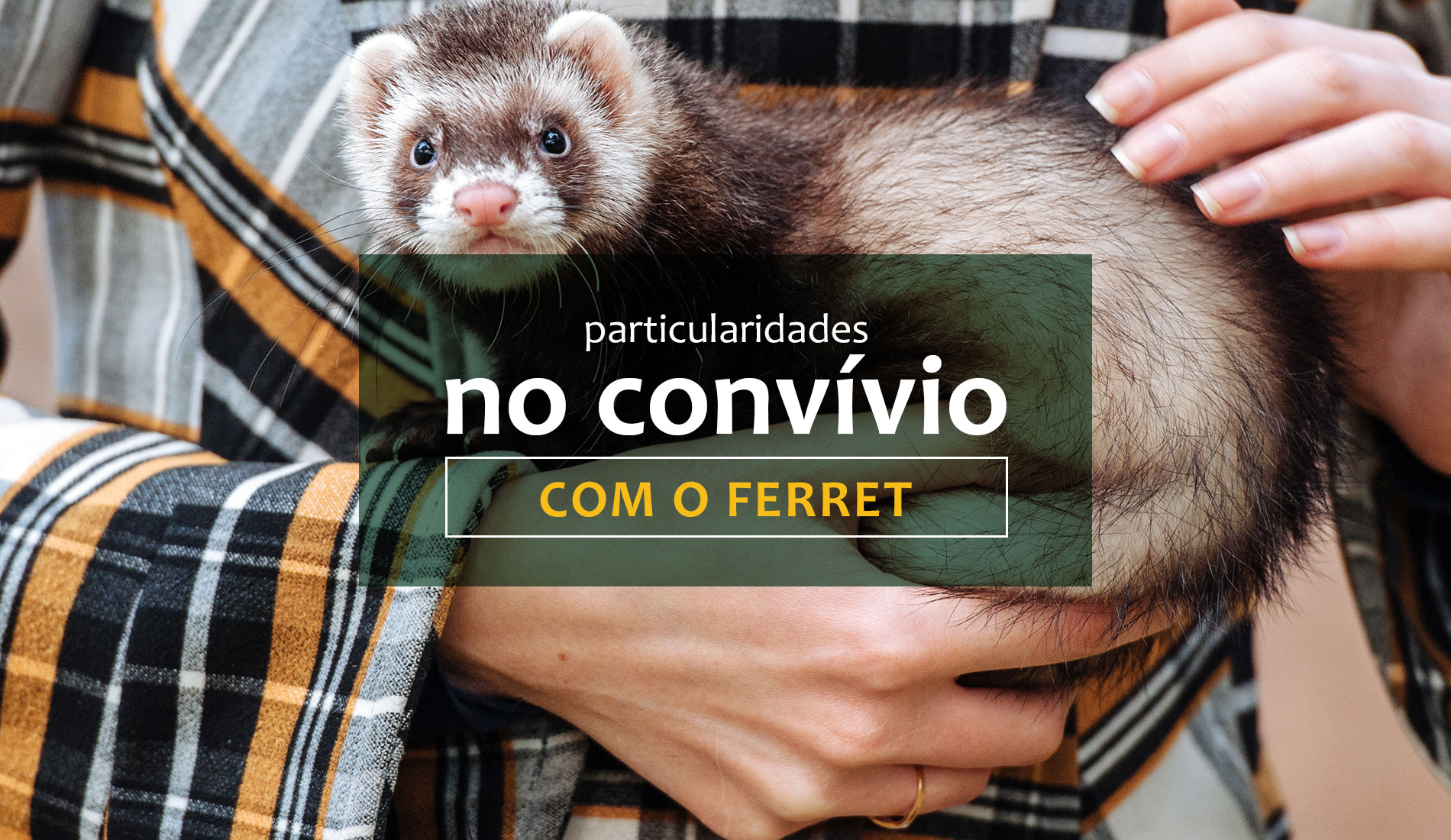 Particularidades no convívio com Ferret