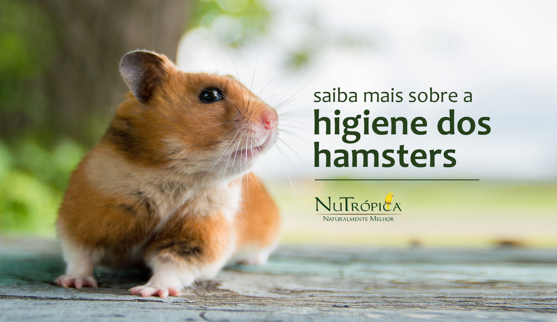 Saiba mais sobre como é a higiene dos hamsters