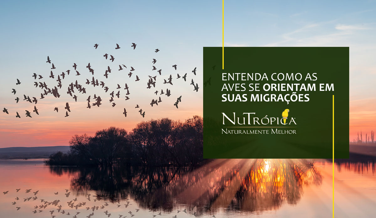 Entenda como as aves se orientam em suas migrações