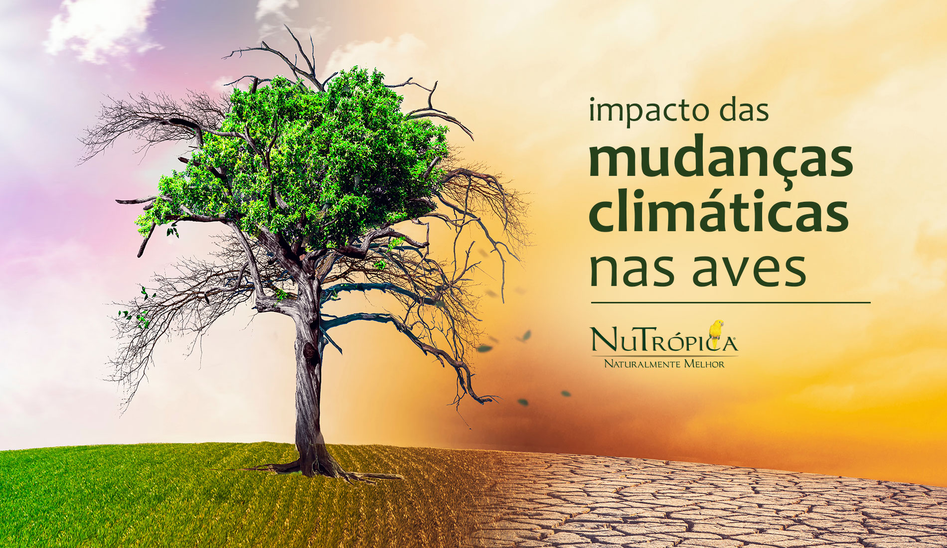 O impacto das mudanças climáticas nas aves