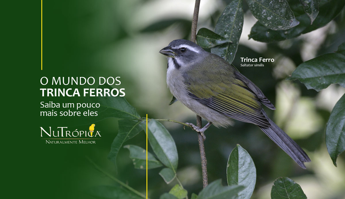 O mundo dos Trinca Ferros: Saiba um pouco mais sobre eles