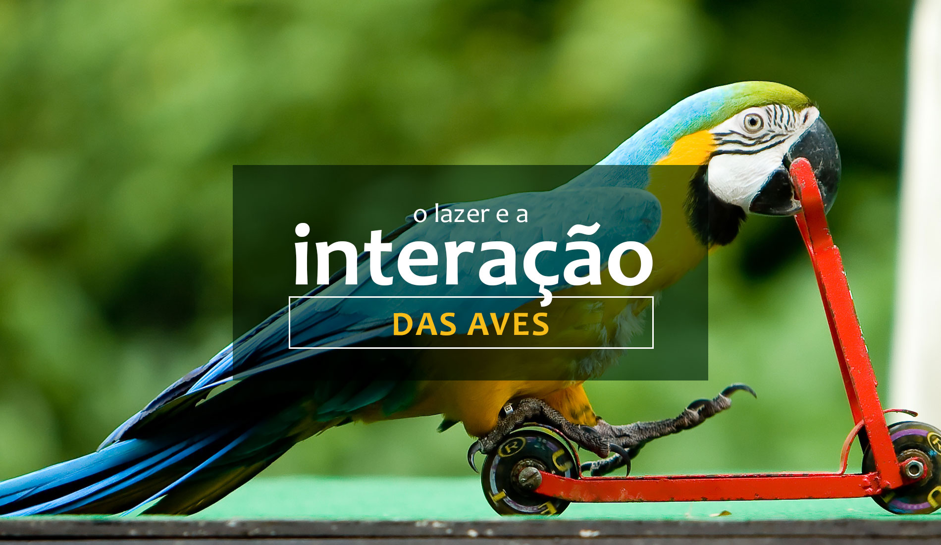 Saiba mais sobre o lazer e a interação das aves