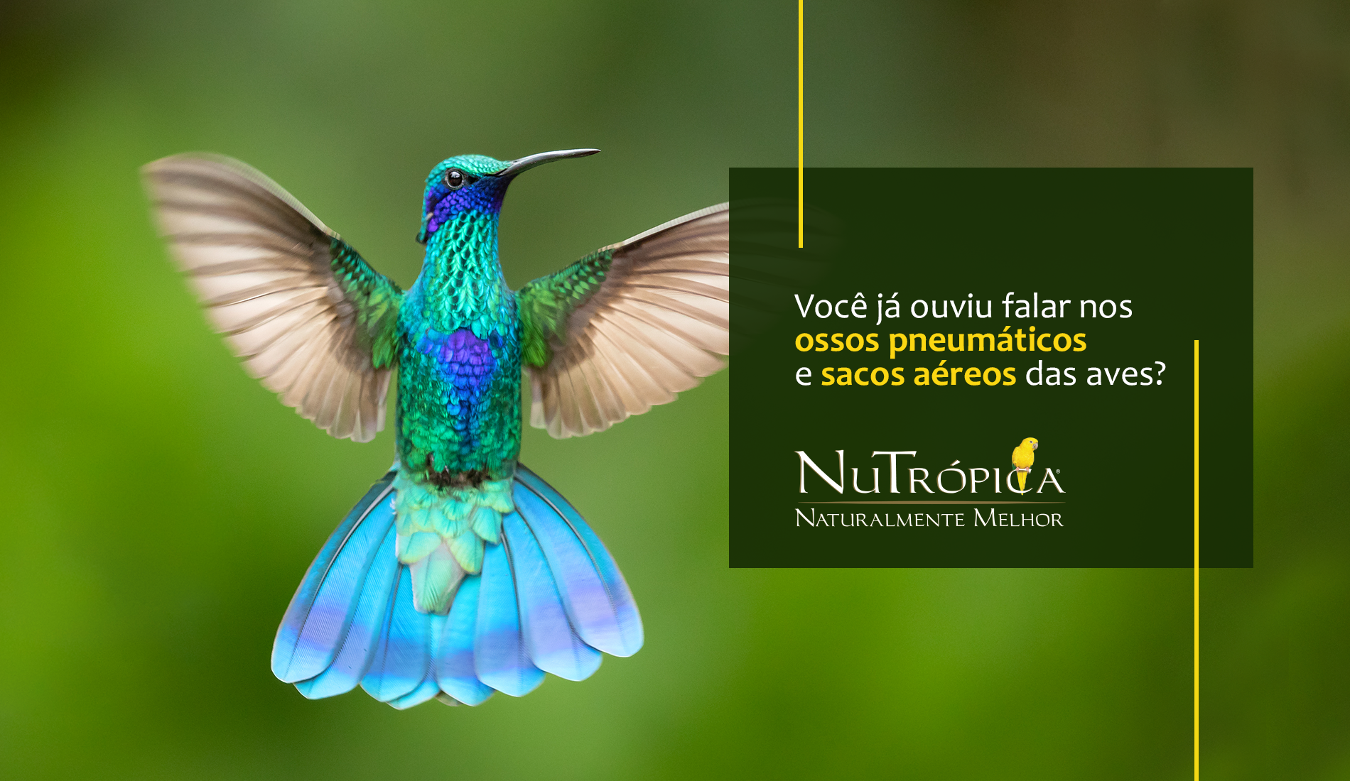 Você já ouviu falar nos ossos pneumáticos e sacos aéreos das aves