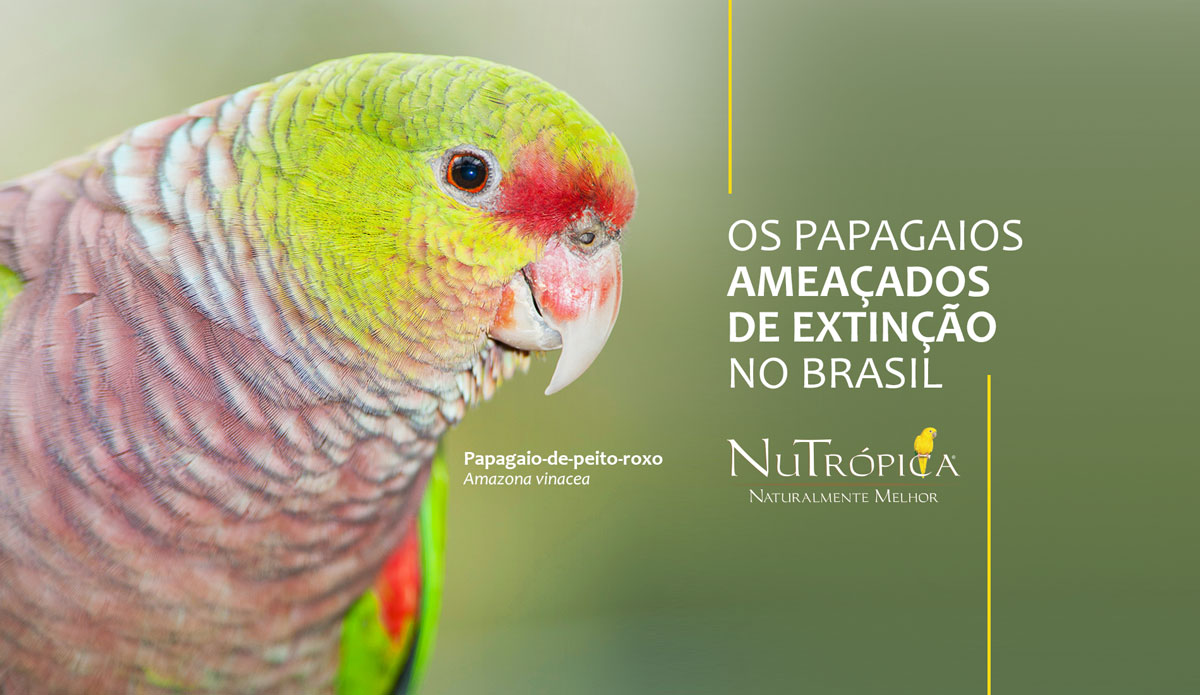 Saiba mais sobre os Papagaios ameaçados de extinção no Brasil