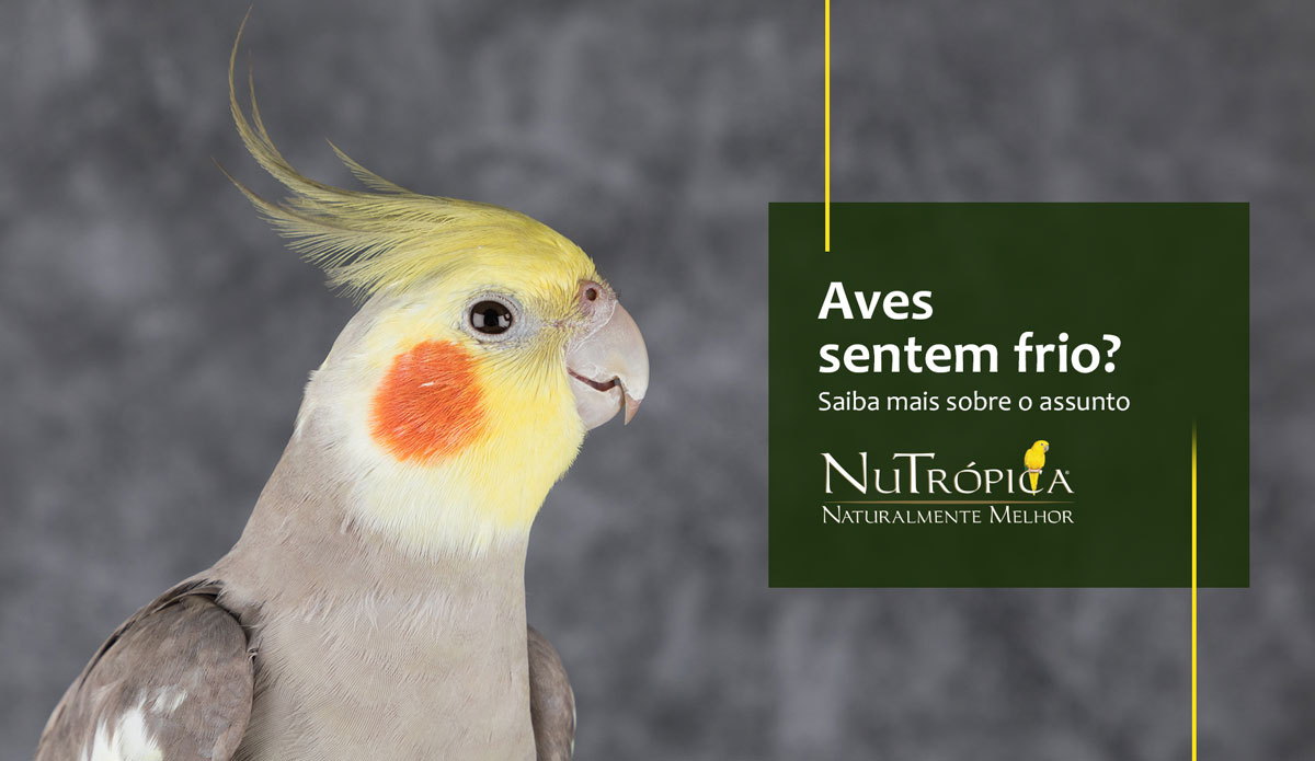 Aves sentem frio? Saiba mais sobre o assunto