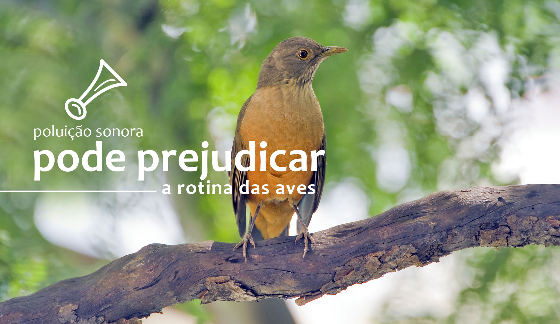 A poluição sonora pode prejudicar a rotina das aves